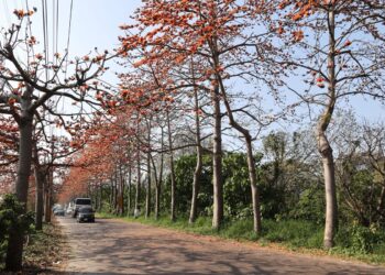 影音/春季花粉熱來襲 清明連假賞花要留意　醫師提醒4防護措施自保之道