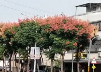 秋老虎刺眼　賴麗如教你保養眼睛